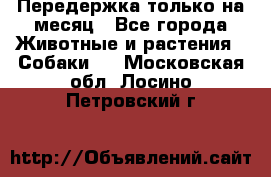 Передержка только на месяц - Все города Животные и растения » Собаки   . Московская обл.,Лосино-Петровский г.